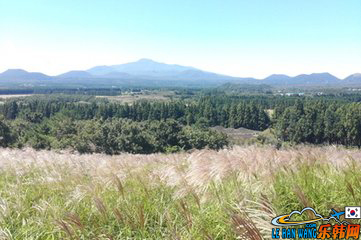 济州岛山君不离