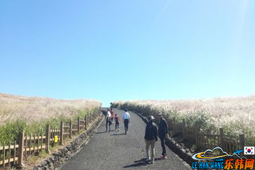 济州岛山君不离